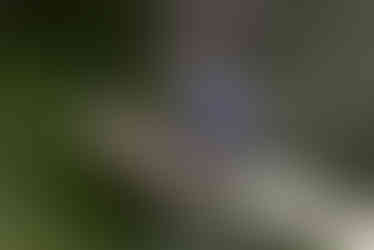Golden-chevroned Tanager