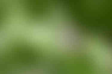 Eastern Wood-Pewee