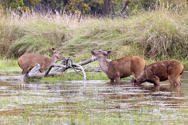 Sambar