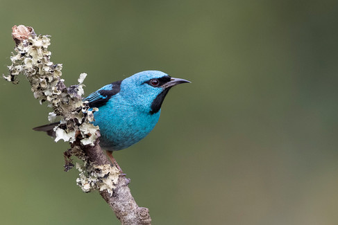 Blue Dacnis