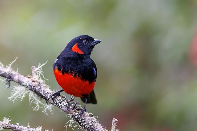 Scarlet-bellied Mtn-Tanager