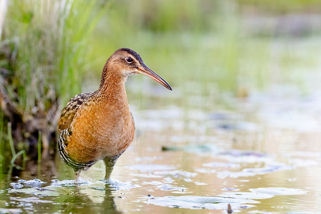 King Rail