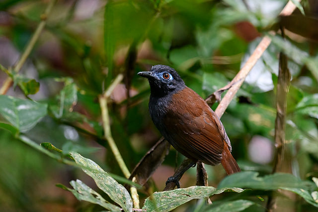 Chestnut-backed Antbird