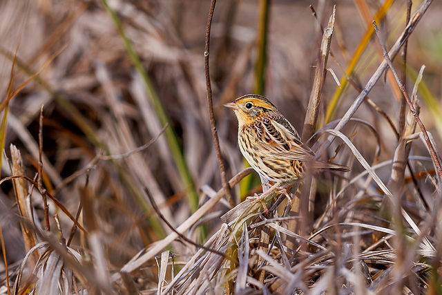 LeConte's Sparrow