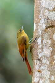 Olivaceous Woodcreeper