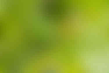 Wilson's Warbler