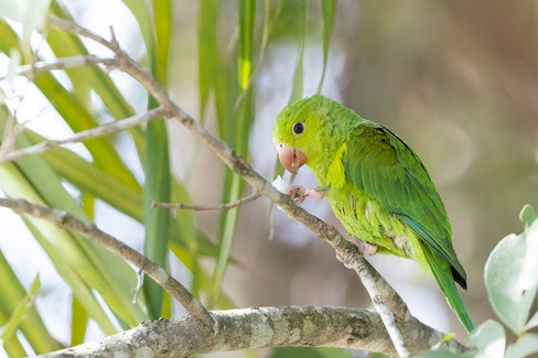Plain Parakeet