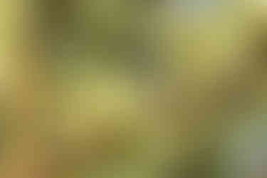 Greater Double-collared Sunbird