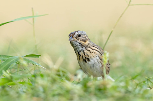 Lincoln's Sparrow