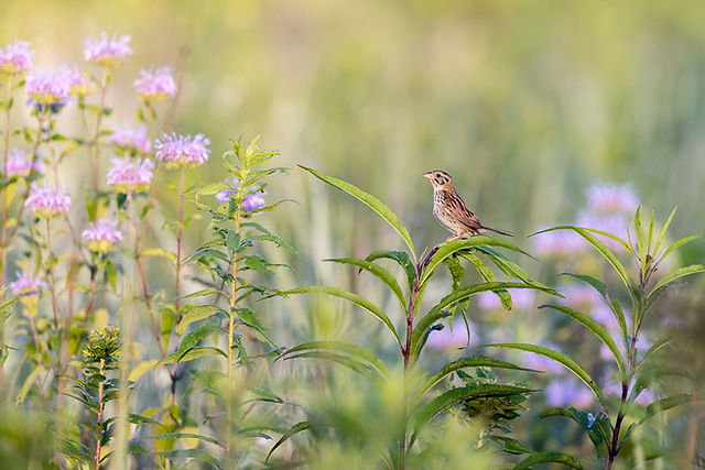 Henslow's Sparrow