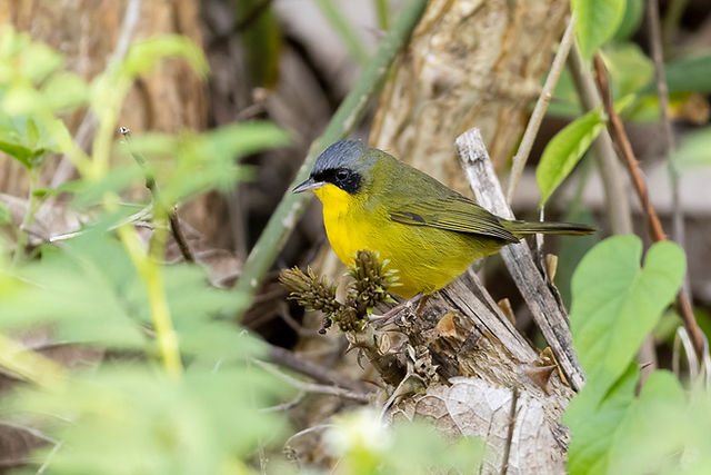 Southern Yellowthroat