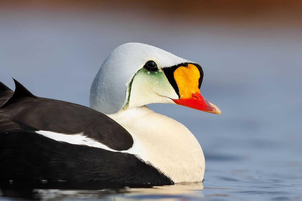 King Eider