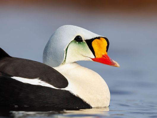 Eiders! - Utqiagvik (Barrow), AK - Part 1