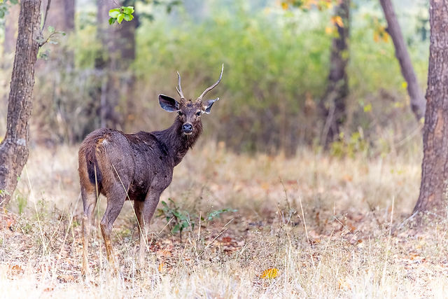 Sambar