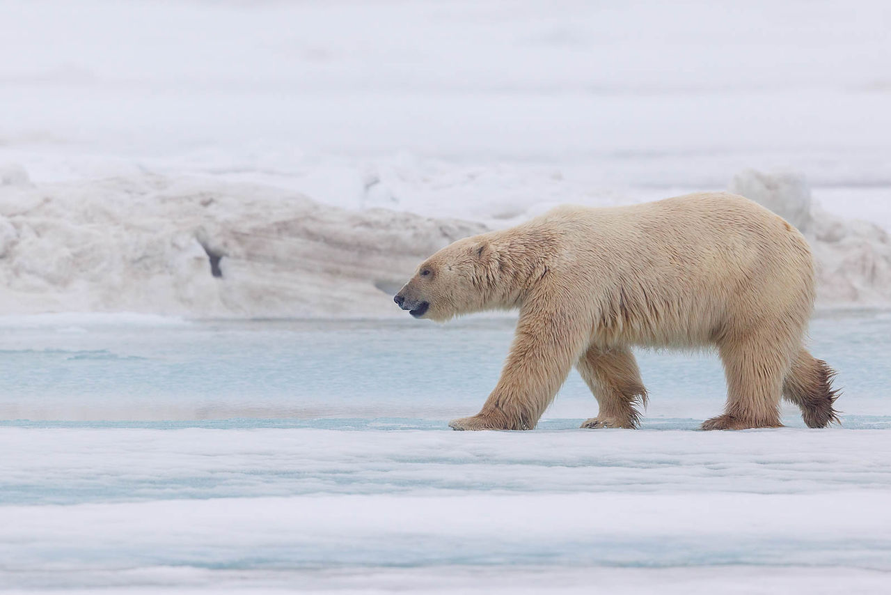 Polar Bear