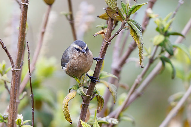 Cinereous Conebill