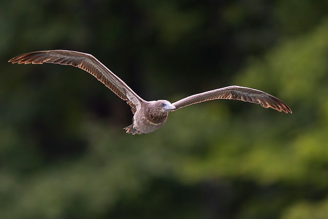 Brown Booby