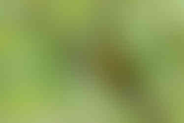 Hooded Warbler