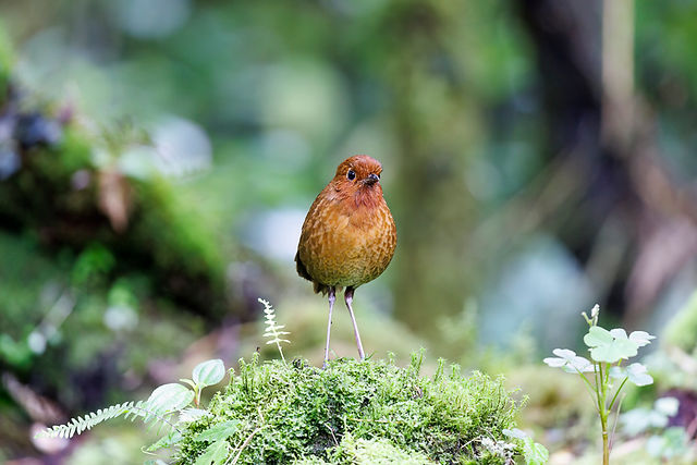 Equitorial Antpitta