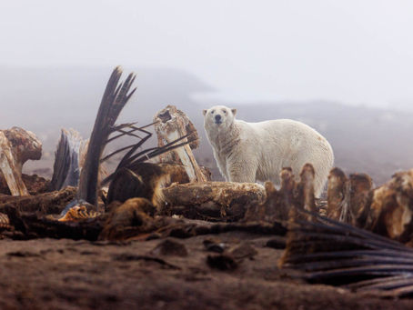 And Bears... Oh My! - Utqiagvik (Barrow), AK - Part 3
