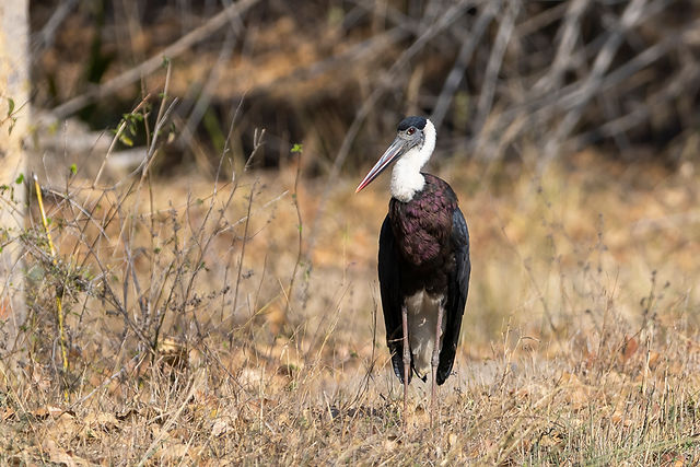 Asian Woolly-necked Stork