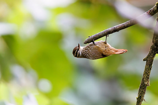 Streaked Xenops