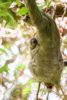 Three-toed Sloth