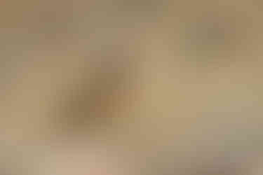 Drakensberg Rockjumper