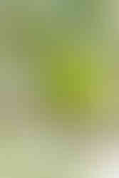 Plain Parakeet