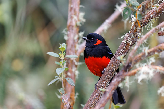 Scarlet-bellied Mtn-Tanager