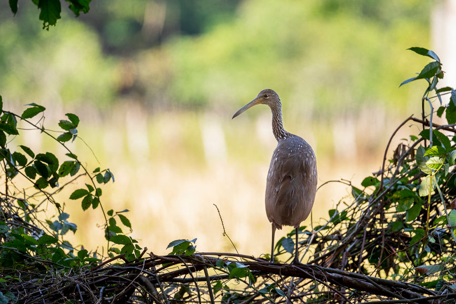 Limpkin