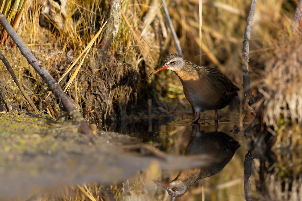 Virginia Rail