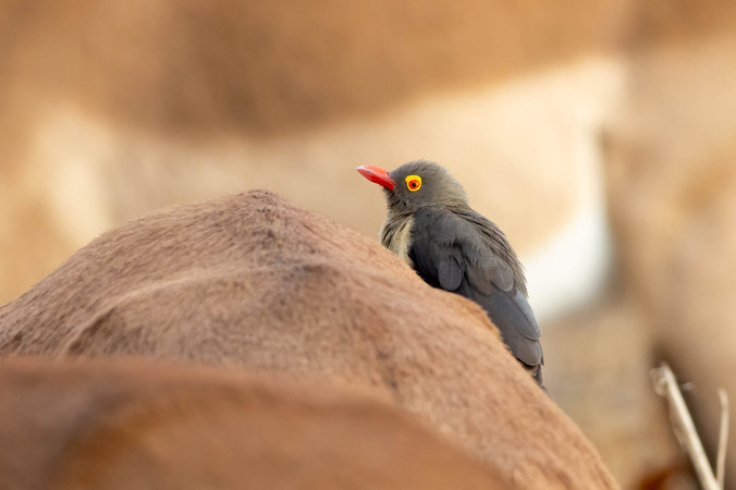 Red-billed Oxpecker
