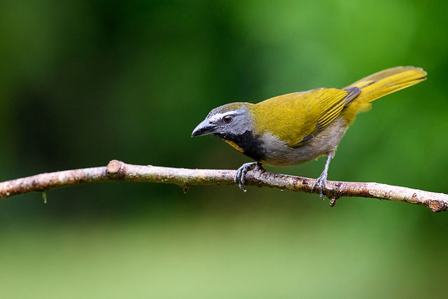 Buff-throated Saltator