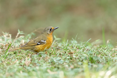 Olive Thrush