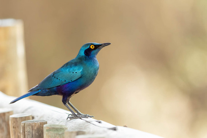 Greater Blue-eared Starling