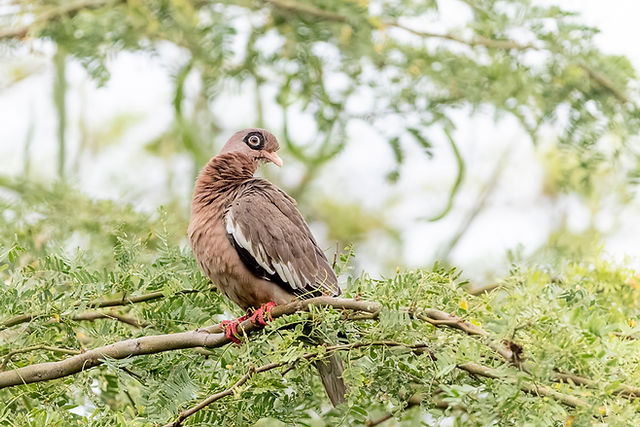 Bare-eyed Pigeon