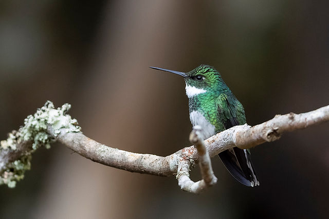 White-throated Hummingbird