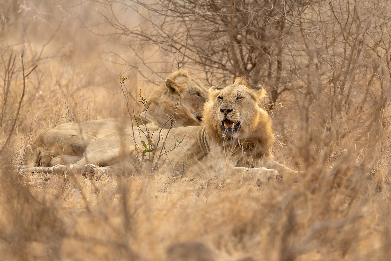 African Lion