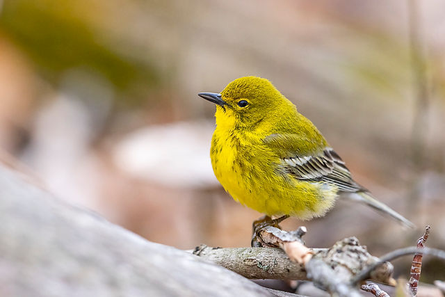 Pine Warbler
