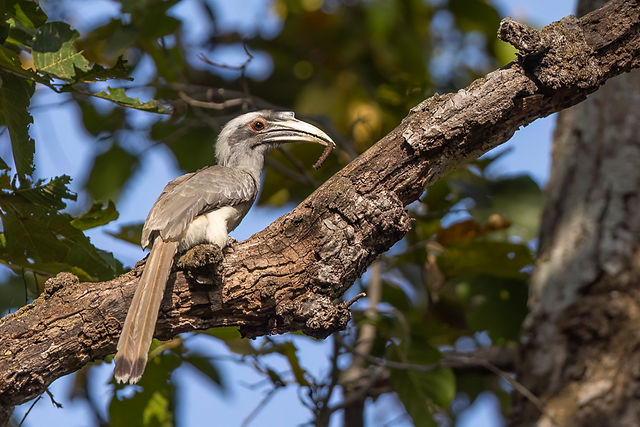 Indian Gray Hornbill