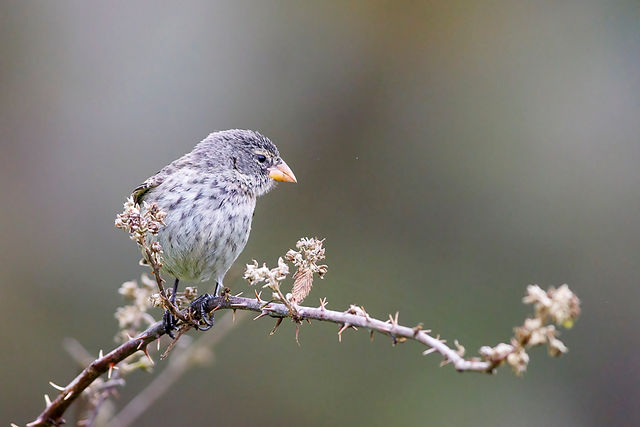 Small Ground-Finch