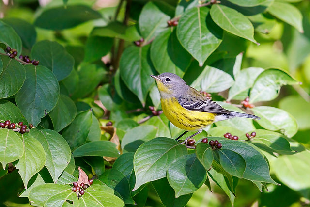 Magnolia Warbler