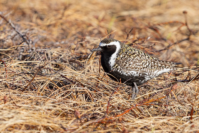 Pacific Golden-Plover