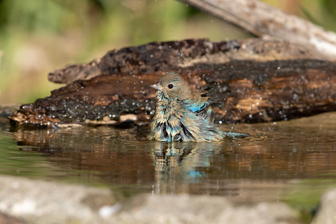 Yellow-rumped Warbler