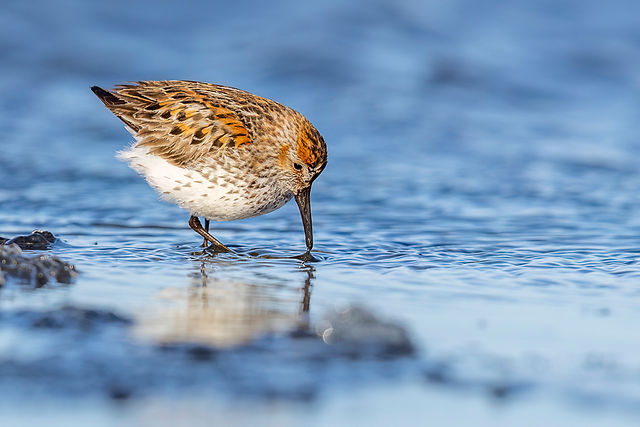 Western Sandpiper