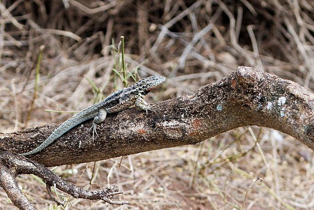 Lava Lizard