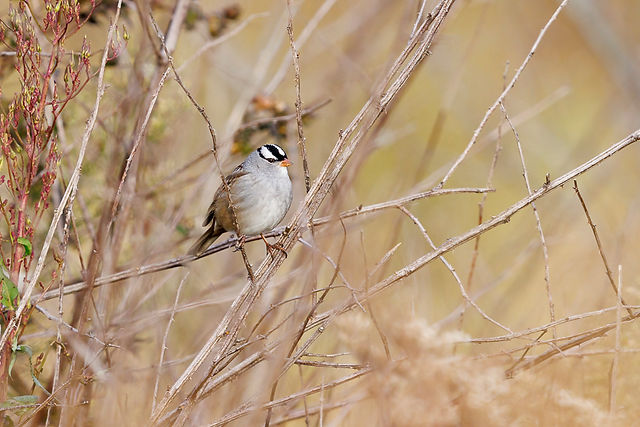 White-crowned Sparrow