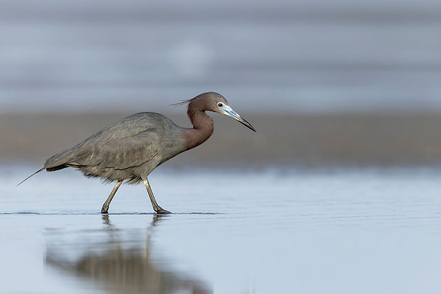 Little Blue Heron