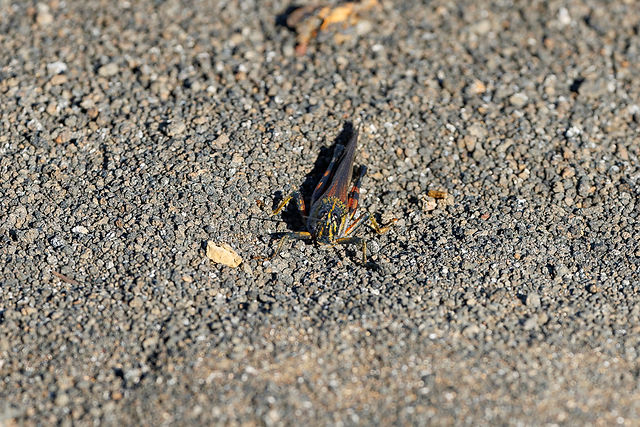locust (aka. lizard food)